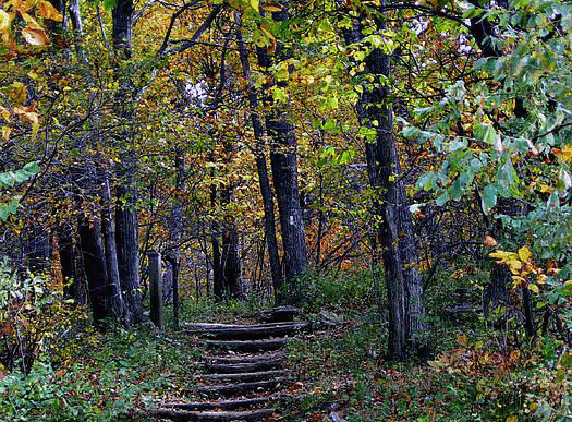 Somewhere on the Appalachian Trail in America