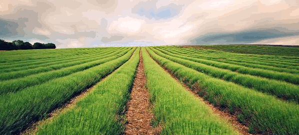 A Farm Somewhere In America